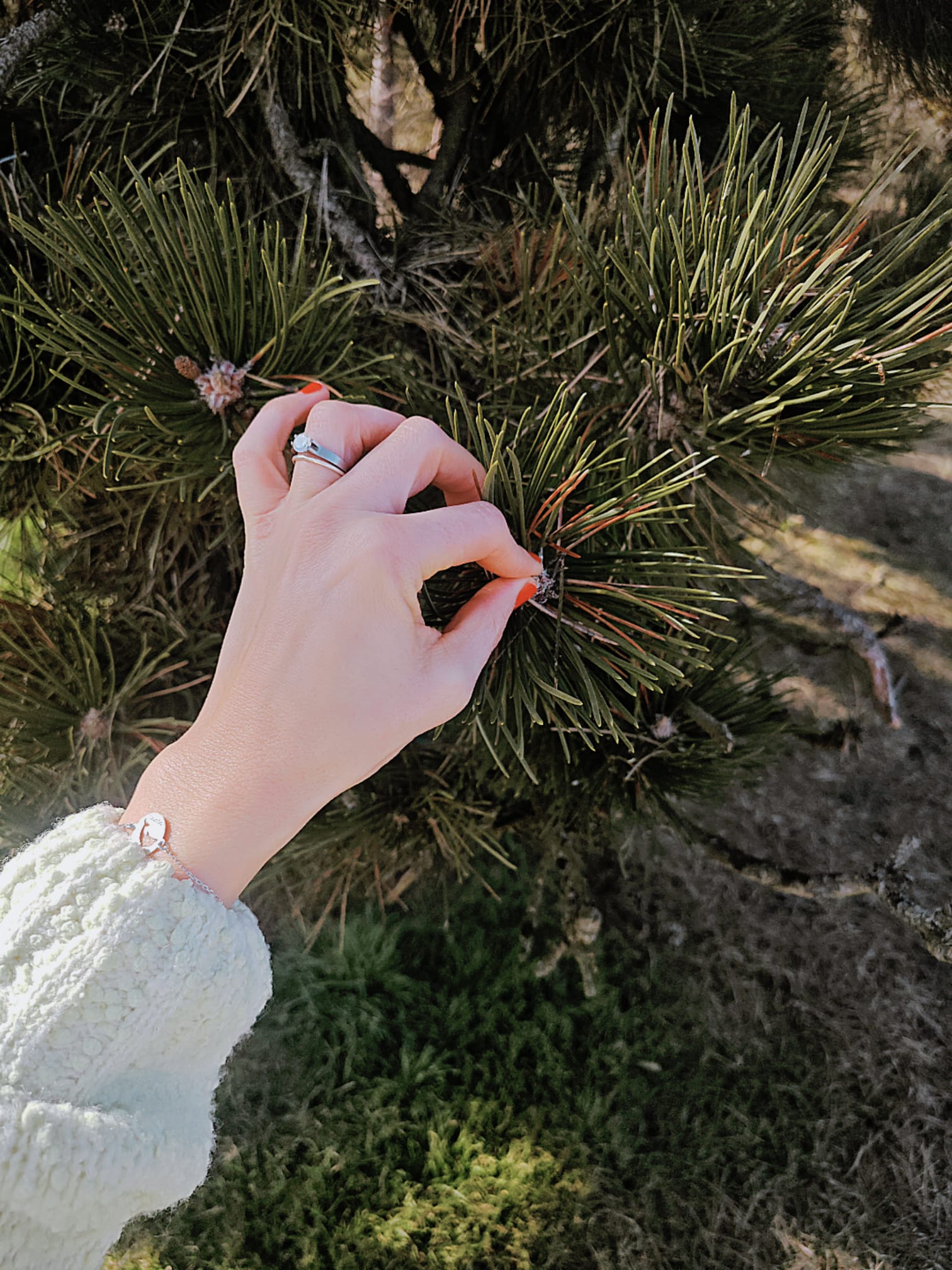Eine Hand berührt achtsam die Nadeln einer Kiefer – ein Moment tiefer Verbindung zur Natur. Der Duft von Harz liegt in der Luft. Sinnbild für Achtsamkeit, Wildsammlung und die Kraft der Bäume.