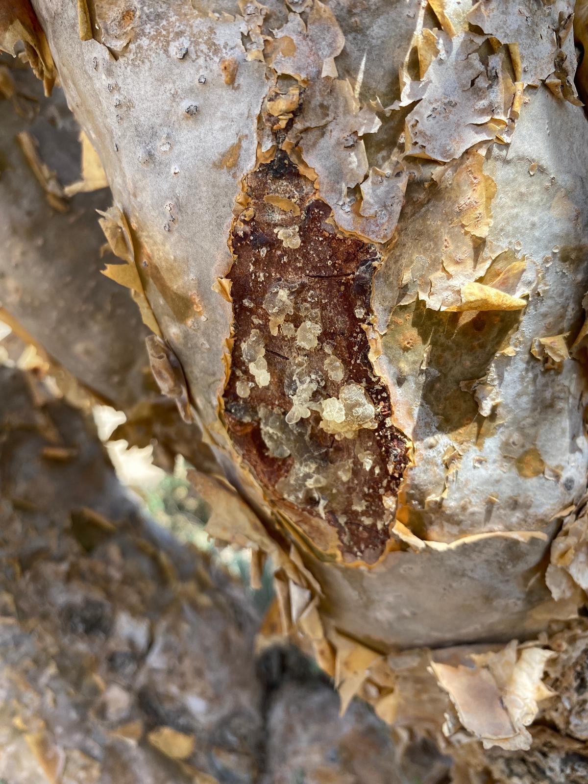 Boswellia Sacra Baum im Oman Harzernte Hojari
