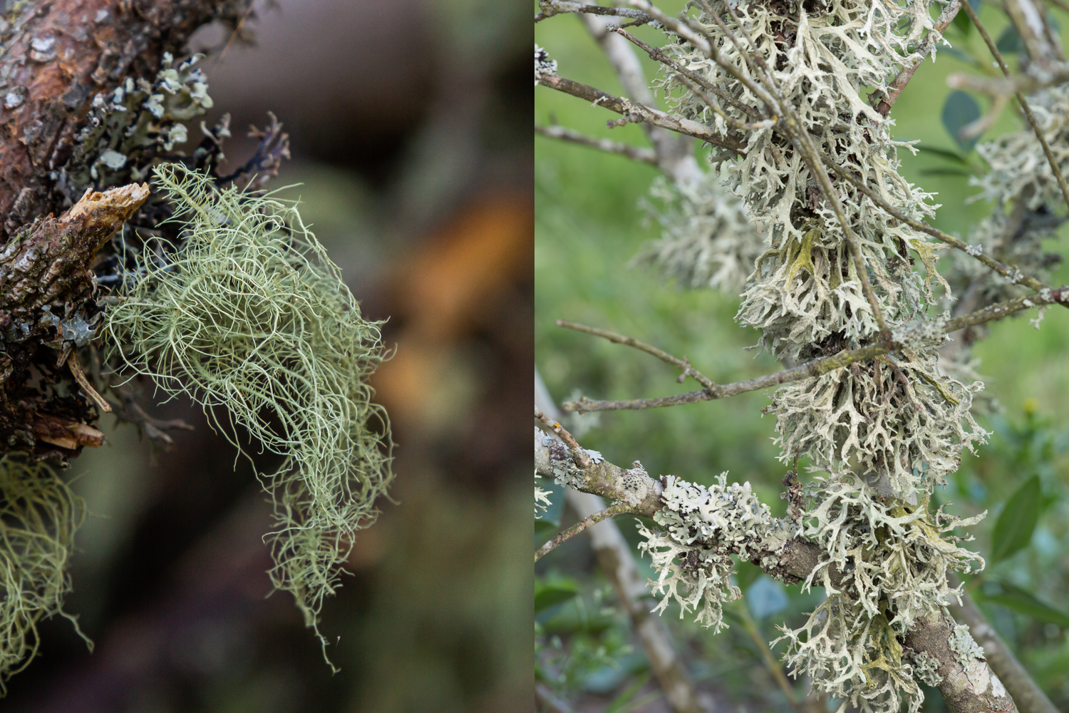 Baumbart und Eichenmoos – Wirkung, Unterschiede & Räucheranwendung
