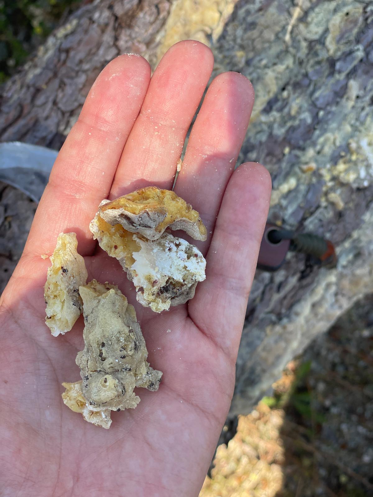 Baumharz sammeln – darf man das überhaupt?
