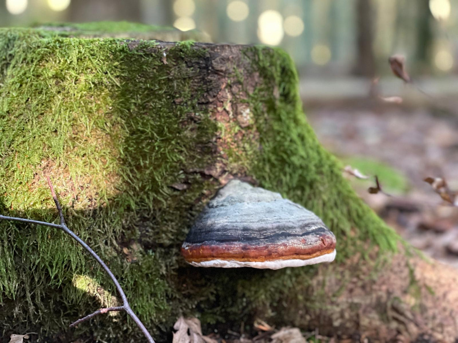 Zunderschwamm auf einem Baumstumpf im Wald zu sehen