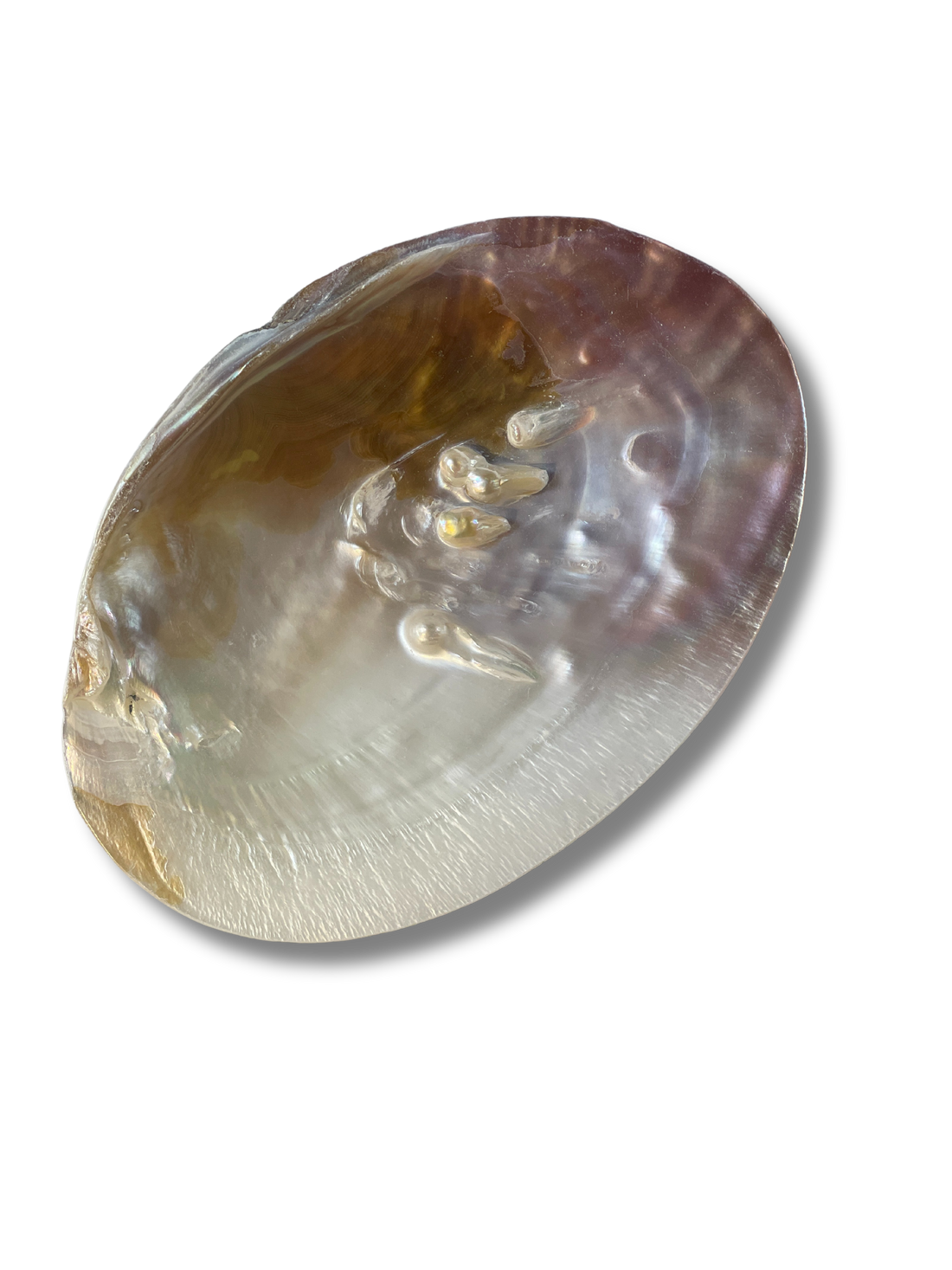 Aalonen-Muschel mit schimmernder Oberfläche in warmen Perlmutt- und Goldtönen. Natürlich gewachsenes Unikat – perfekt als stilvolles Räuchergefäß oder dekoratives Ritualobjekt mit maritimer Eleganz.