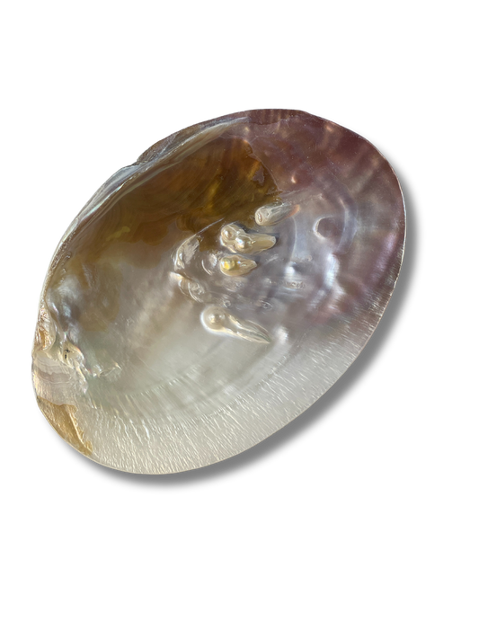 Eine frei freigestellte Abalone-Muschel mit irisierendem Schimmer in Gold-, Silber- und Rosétönen. Ihre natürliche, organische Form und die markante Maserung machen sie zu einem besonderen Blickfang. Ideal als stilvolle Räucherschale für Palo Santo, Salbei oder andere Räucherwaren – für moderne Rituale mit einem Hauch von Meeresenergie.