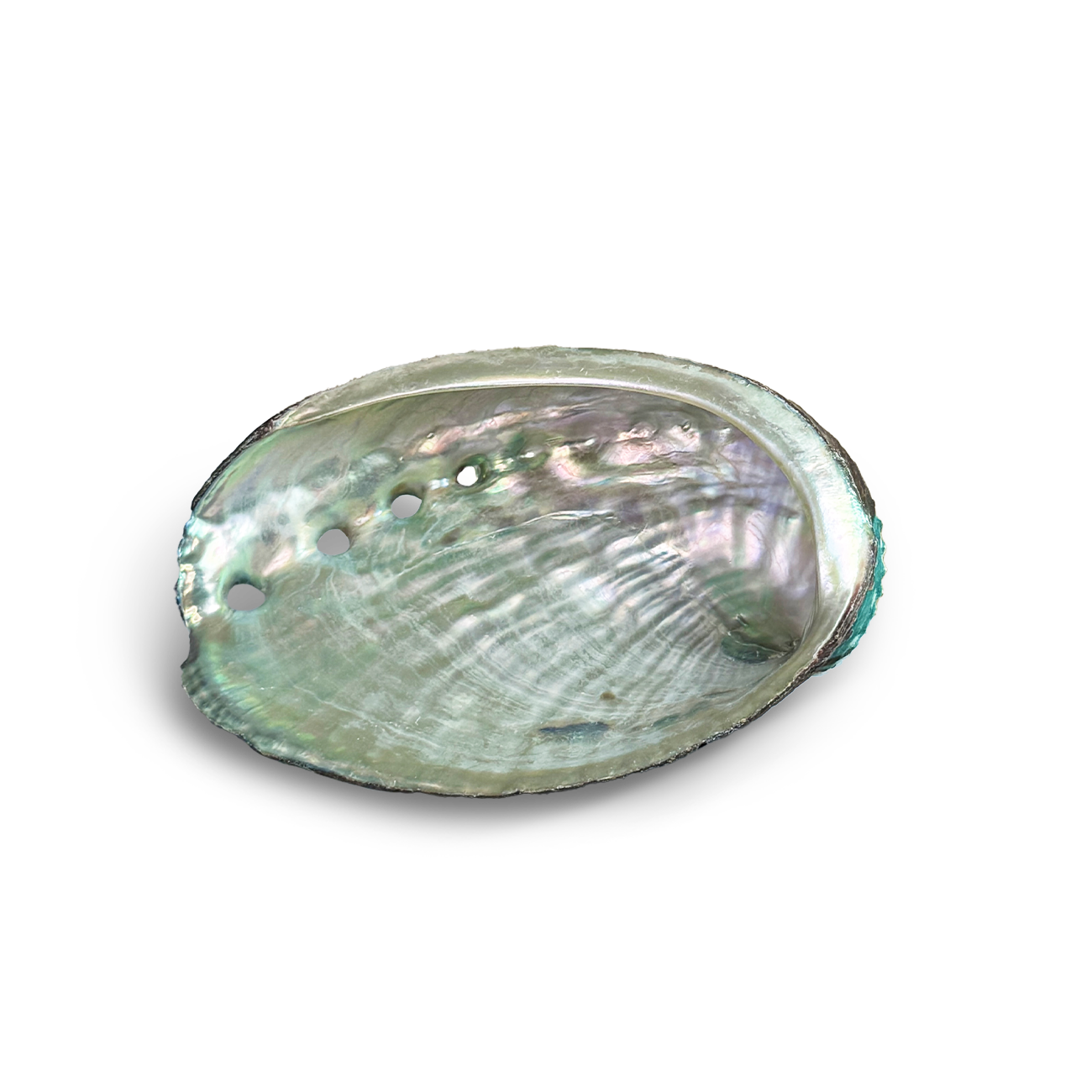 Abalone Muschelschale zum Räuchern - elegante Schale für Räucherwerk, ideal für spirituelle Rituale. Die Schale zeigt natürliche Farben und Muster, perfekt zum Halten von brennenden Räucherkräutern und Harzen.Abalone Muschel - PAVA FUMA - create connection