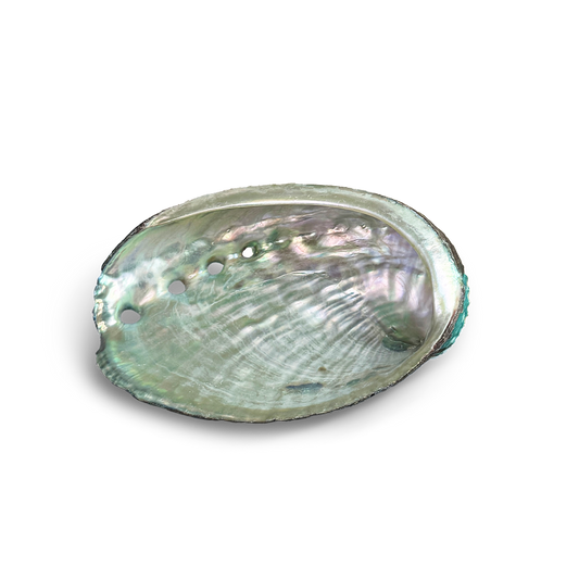 Abalone Muschelschale zum Räuchern - elegante Schale für Räucherwerk, ideal für spirituelle Rituale. Die Schale zeigt natürliche Farben und Muster, perfekt zum Halten von brennenden Räucherkräutern und Harzen.Abalone Muschel - PAVA FUMA - create connection