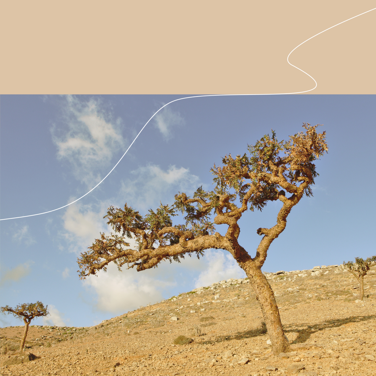 Weihrauchbaum in trockener, steiniger Landschaft unter blauem Himmel – Symbol für die Herkunft des kostbaren Harzes. Das Bild steht für unseren Workshop „Weihrauch erleben“, in dem du mehr über die Wirkung, Geschichte und Anwendung von Weihrauch erfährst – vom Harz bis zur selbstgerührten Salbe.