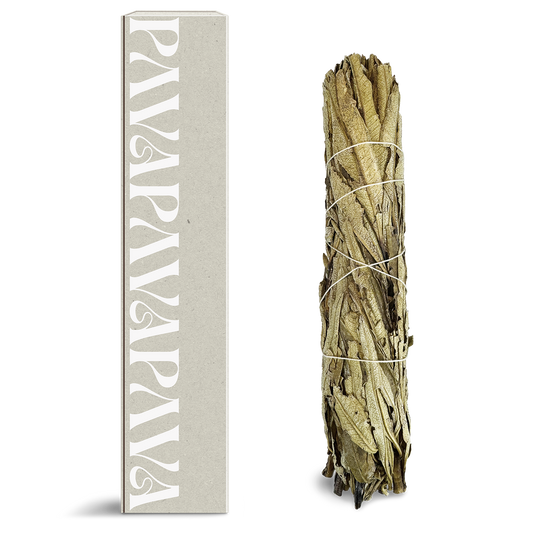 Yerba Santa Räucherbündel von PAVAFUMA – rechts ein sorgfältig gebundenes Bündel aus getrockneten Yerba Santa Blättern, traditionell geschnürt und naturbelassen. Links daneben eine hochwertige, schlichte Verpackung in hellem Naturton mit vertikalem, stilisiertem PAVAFUMA-Schriftzug. Ideal für energetische Hausreinigungen, Rituale und Meditation – der warme, süßlich-kräuterige Duft fördert Klarheit, Schutz und Herzöffnung.